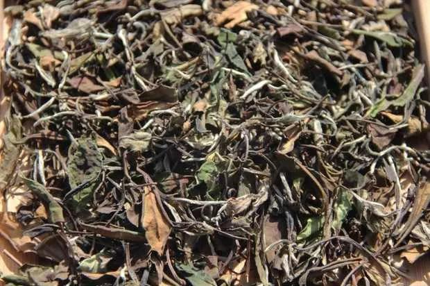 福鼎白茶适合晚上喝吗