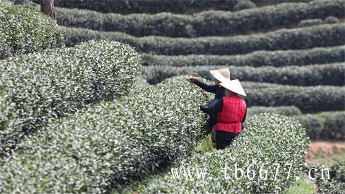 福鼎白茶是怎么分类的