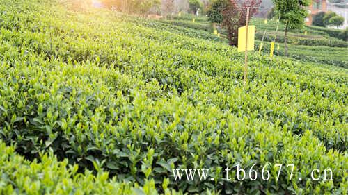 全国各省产茶名录(一)