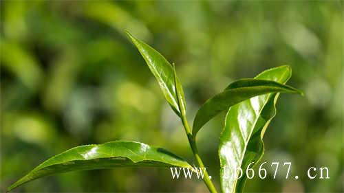 白茶营养成分茶氨酸