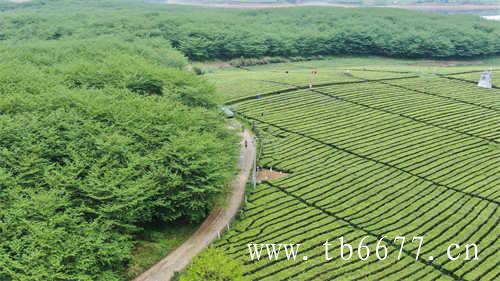 福建天湖茶业有限公司