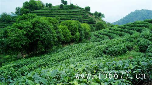 福鼎老白茶白牡丹