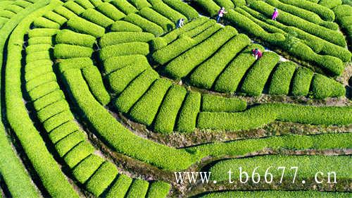 特级老白茶寿眉茶饼价格